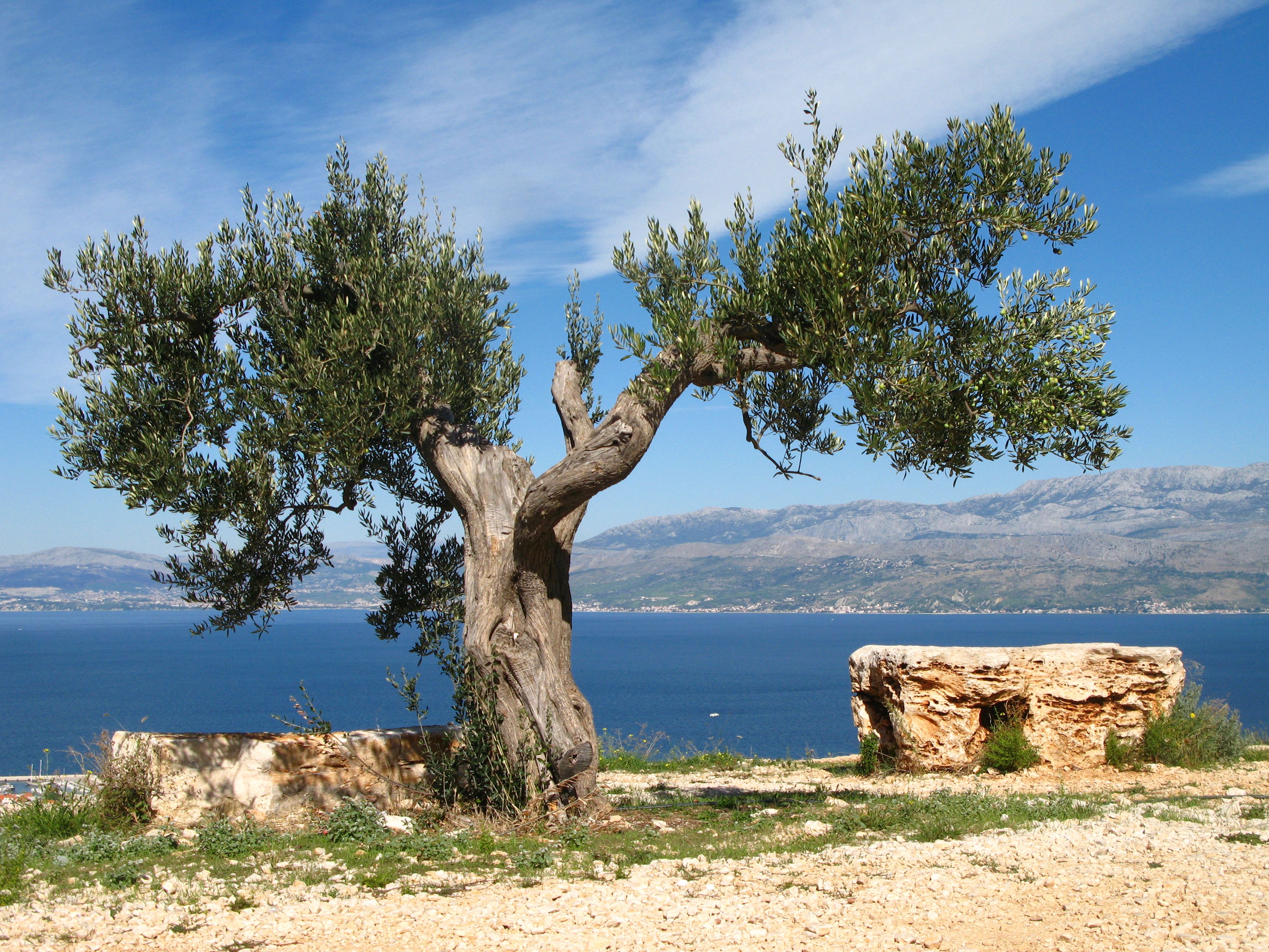 L25 28 How Paul s Olive Tree Metaphor Explains How Gentiles Are Saved 