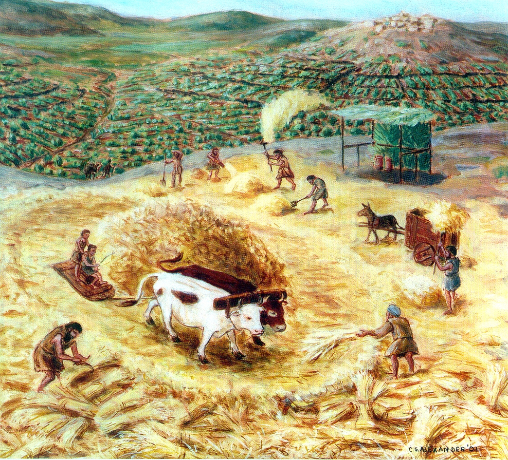 Wheat Harvest Welcome To The Messianic Revolution